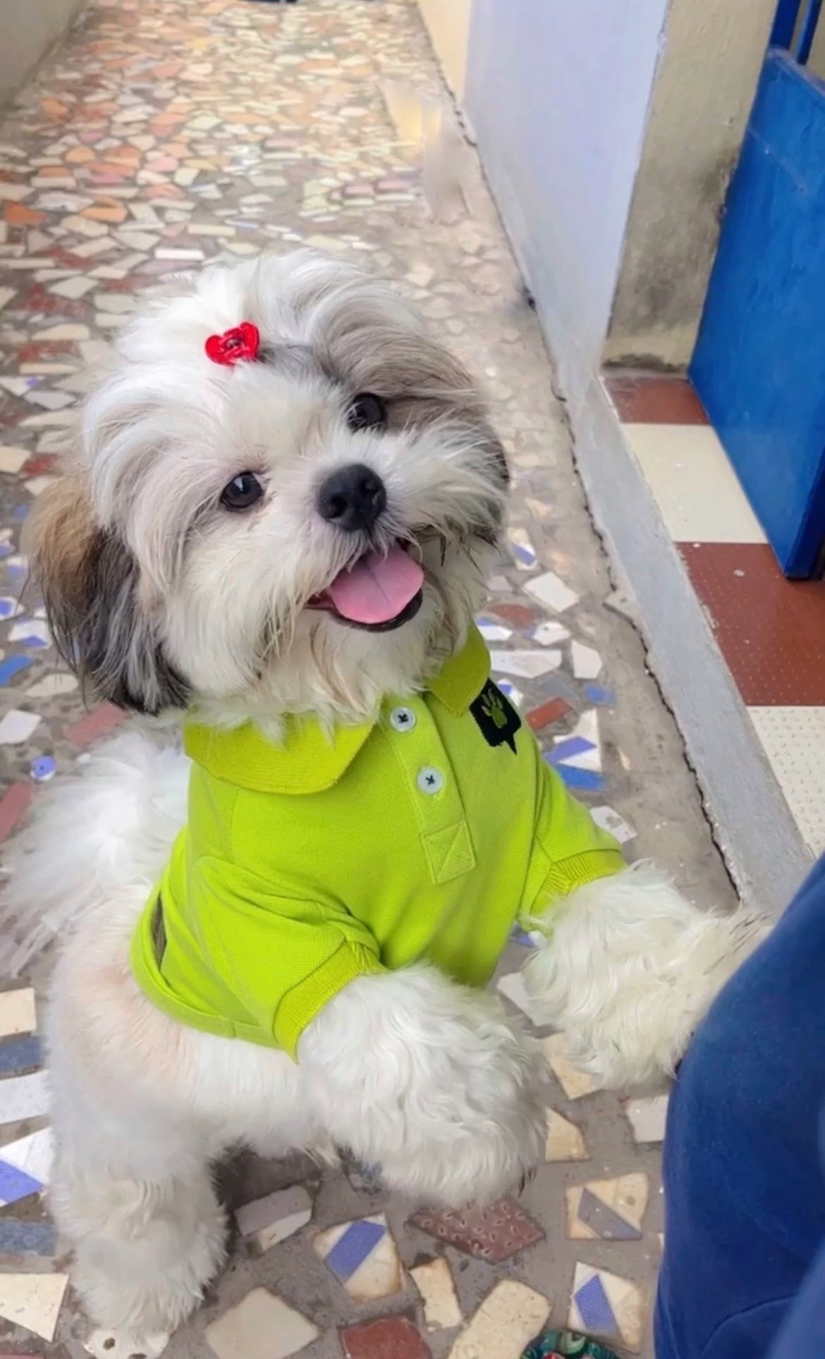Kiwi To My Heart Polo